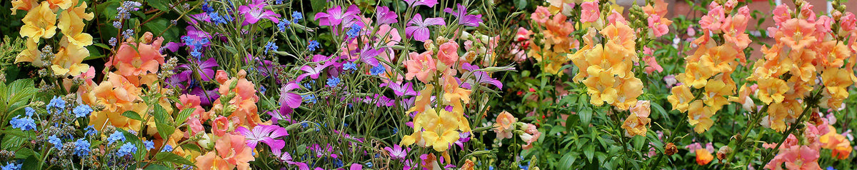 Representative plant from Curated Collections