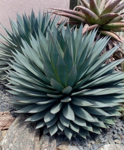 Agave