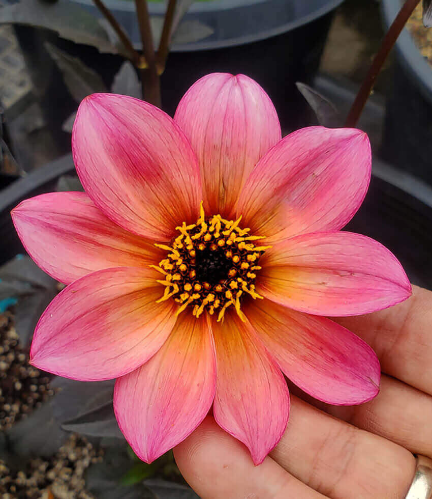 Dahlia