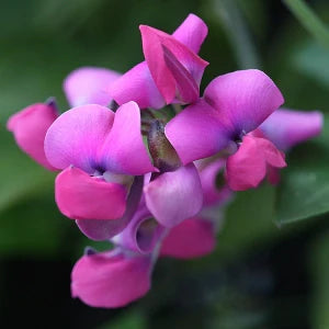Dipogon - Cape Sweet Peas