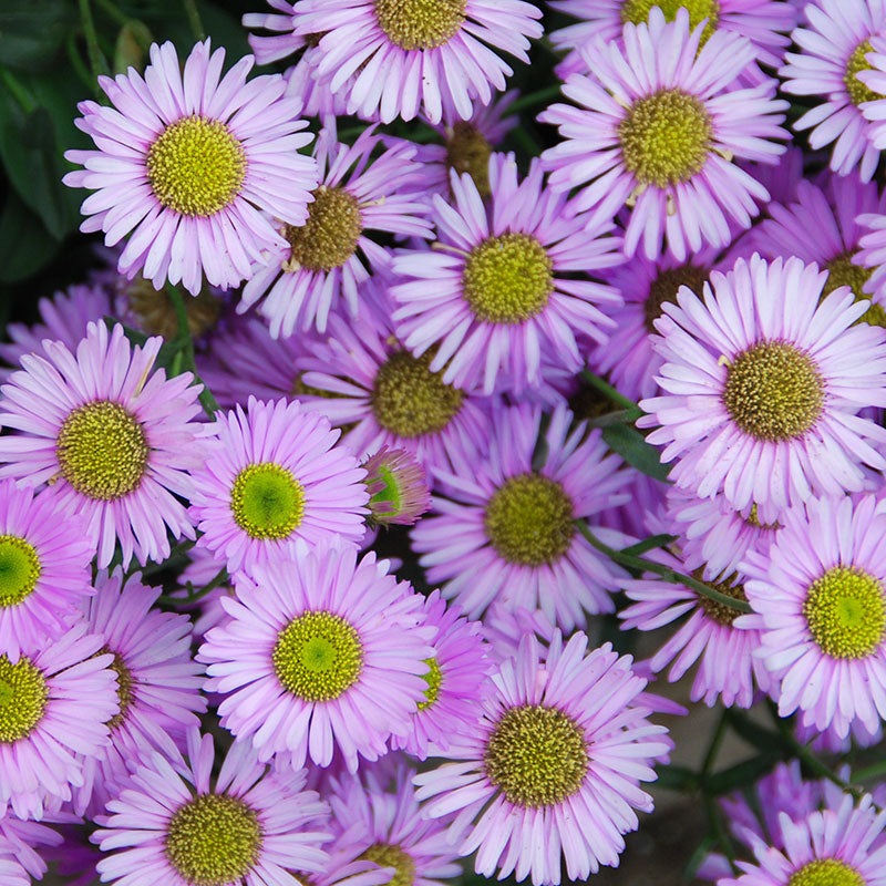 Groundcovers good for pollinators and wildlife - Erigeron glaucus - Wayne Roderick