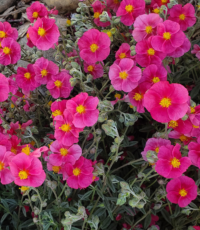 Helianthemum_Belgravia_Rose