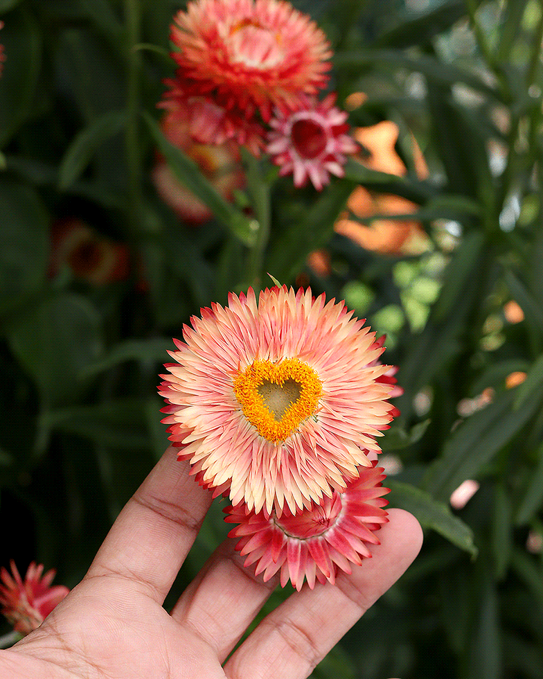 Helichrysum - Strawflower