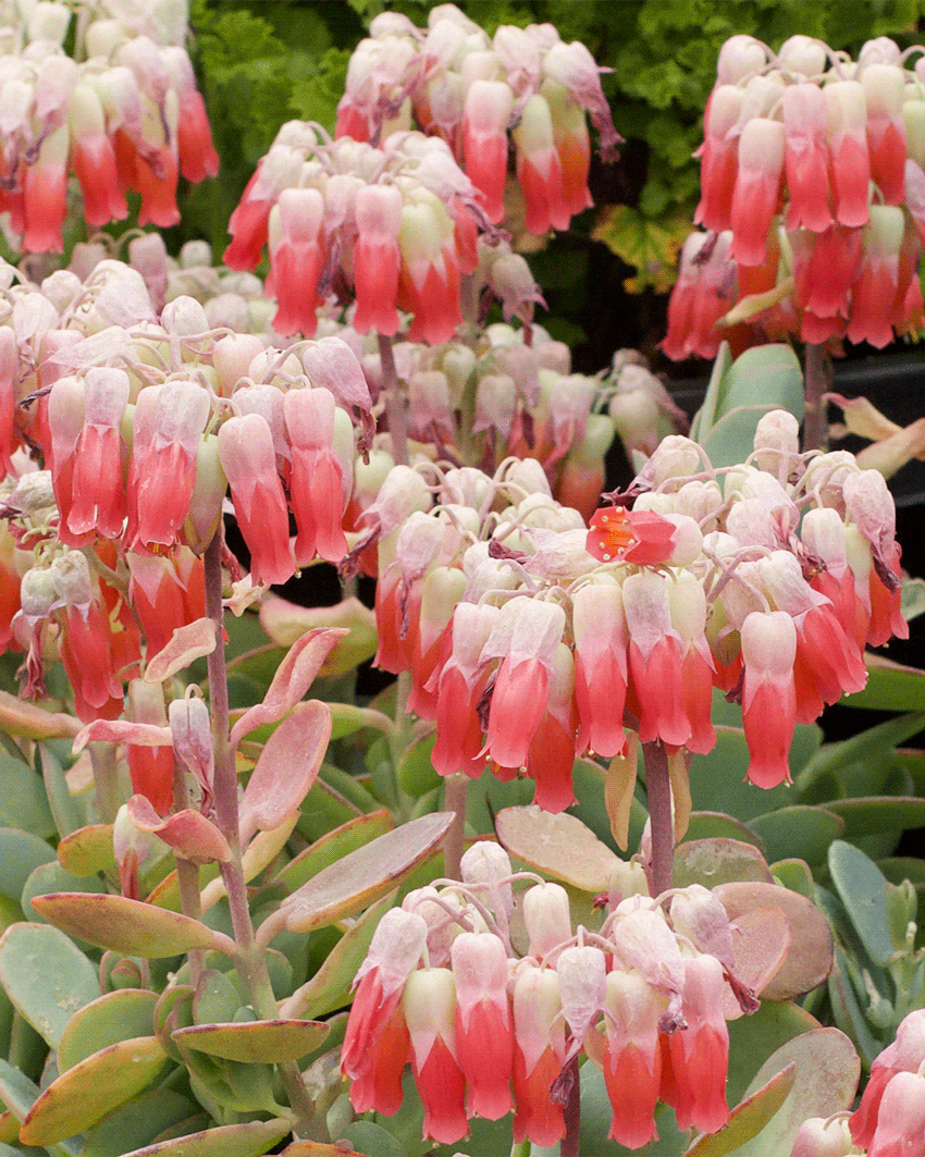 Kalanchoe