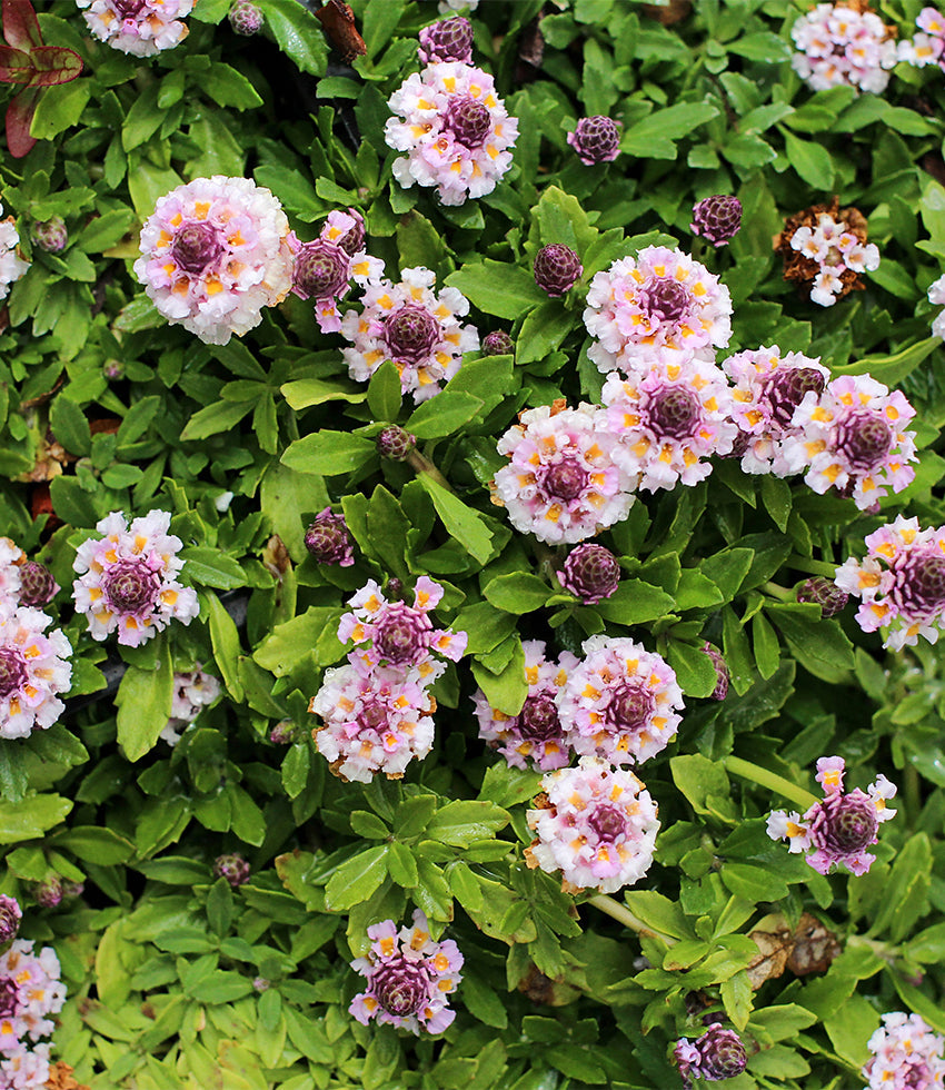 What's New for 2026 – Page 2 – Annie's Annuals & Perennials