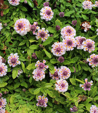 Flower Seed Packets | Annie’s Annuals – Page 5