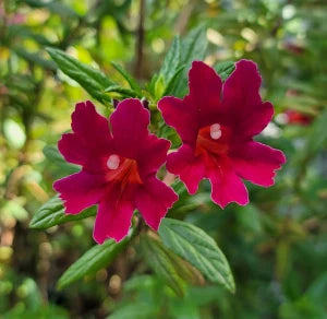 Mimulus - Monkey Flowers