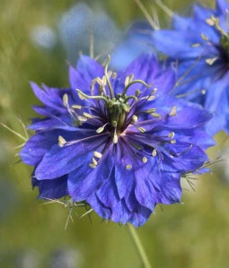 nigella bloom