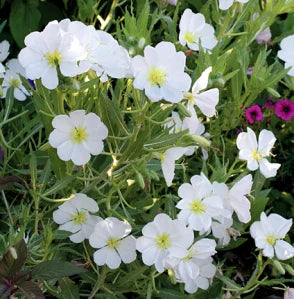 Oenothera - Evening Primrose