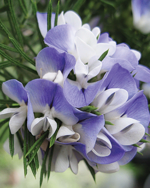 Psoralea
