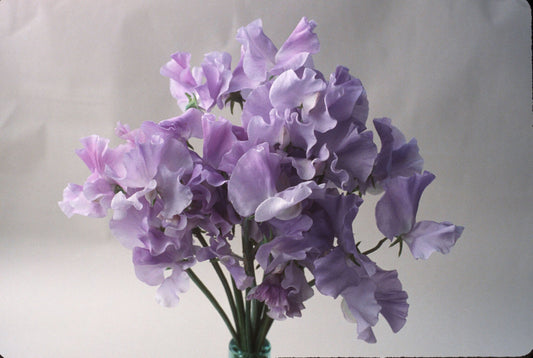 Blue Celeste sweet pea flowers in bloom
