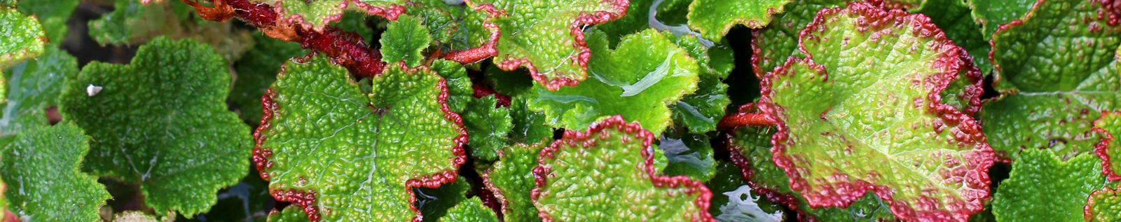 Green ornamental foliage for the Annie’s pest and disease control collection