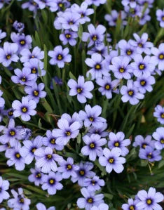 Sisyrinchium - Blue-eyed Grass