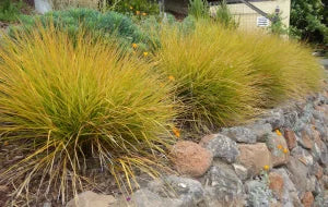Stipa - Needlegrass