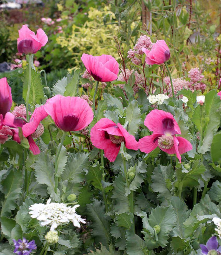 Papaver hybridum - Cupcake Annie's Annuals Annie's Annuals and Perennials