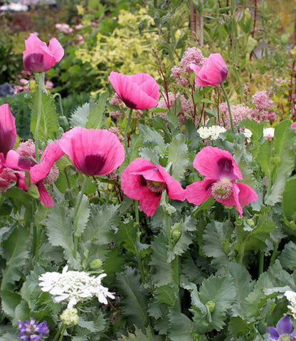 Papaver hybridum - Cupcake Annie's Annuals Annie's Annuals and Perennials