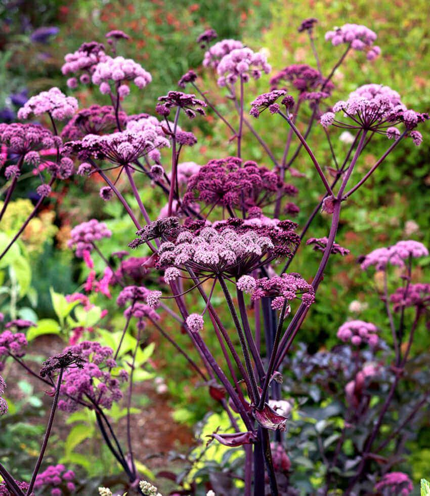 Angelica stricta purpurea Annie's Annuals Annie's Annuals and Perennials