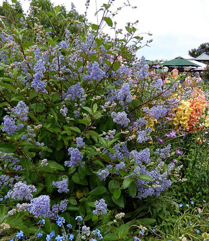 Ceanothus x delileanus - Gloire De Versailles Annie's Annuals Annie's Annuals and Perennials