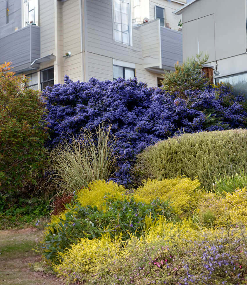 Ceanothus 'Julia Phelps' | California Lilac Shrub | Annie's Annuals