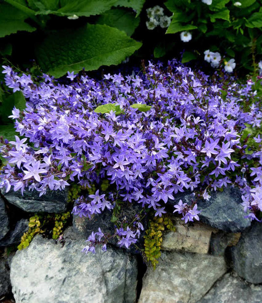 Campanula poscharskyana - Blue Waterfall Annie's Annuals Annie's Annuals and Perennials