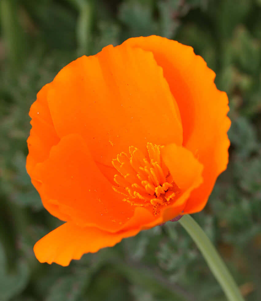 Eschscholzia californica - Orange Annie's Annuals Annie's Annuals and Perennials