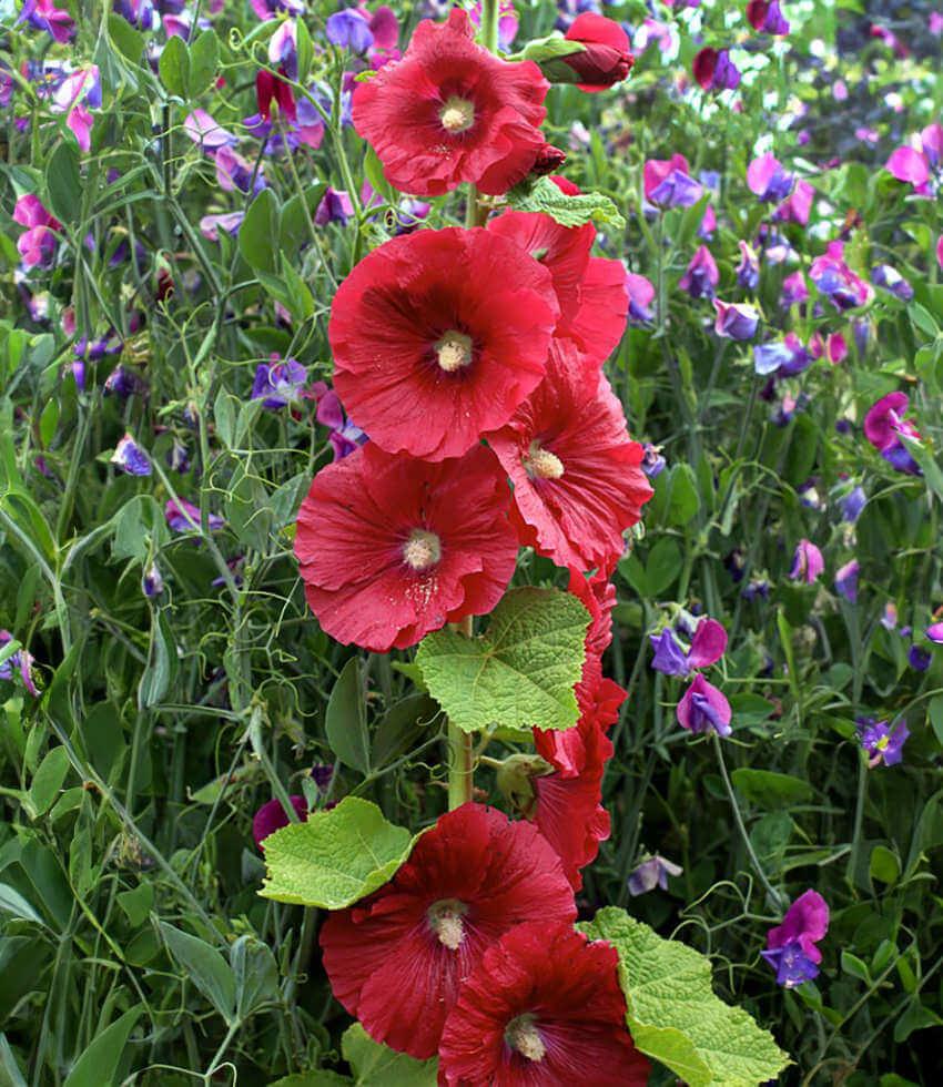 Hollyhock (Alcea Rosea) - Mars Magic Annie's Annuals Annie's Annuals and Perennials