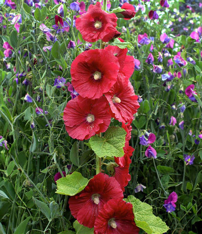 Hollyhock (Alcea Rosea) - Mars Magic Annie's Annuals Annie's Annuals and Perennials