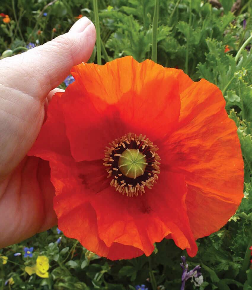 Papaver hybridum - Orange Chiffon Annie's Annuals Annie's Annuals and Perennials