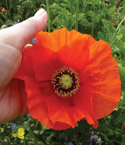 Papaver hybridum - Orange Chiffon Annie's Annuals Annie's Annuals and Perennials