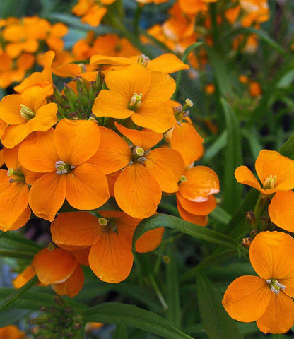 Erysimum x allionii - Siberian Wallflower Annie's Annuals Annie's Annuals and Perennials