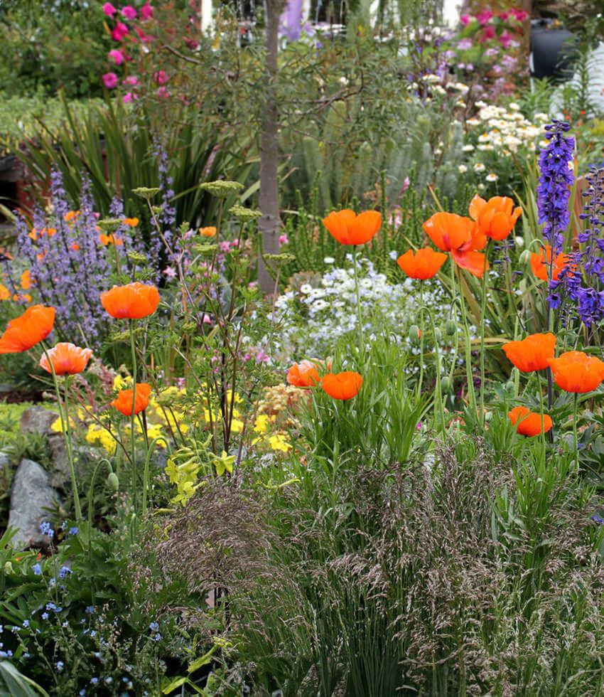 Papaver hybridum - Orange Chiffon Annie's Annuals Annie's Annuals and Perennials