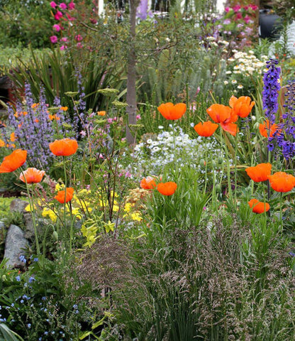 Papaver hybridum - Orange Chiffon Annie's Annuals Annie's Annuals and Perennials