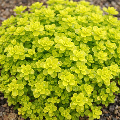 Sedums Ogon Annie's Annuals Annie's Annuals and Perennials