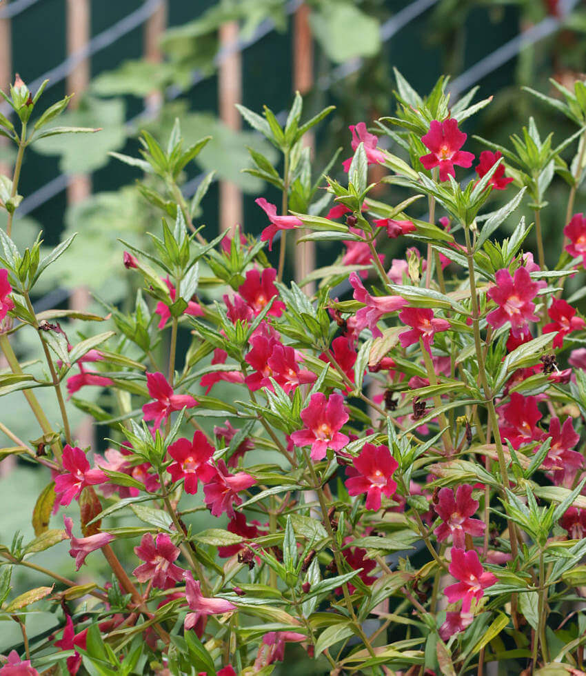 Mimulus x aurantiacus - Cherry Annie's Annuals Annie's Annuals and Perennials