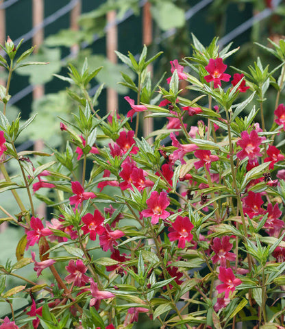Mimulus x aurantiacus - Cherry Annie's Annuals Annie's Annuals and Perennials