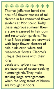 Color Fountains Hummingbird Cleome Seeds Flower Seeds Renee's Garden and Perennials