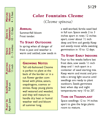Color Fountains Hummingbird Cleome Seeds Flower Seeds Renee's Garden and Perennials