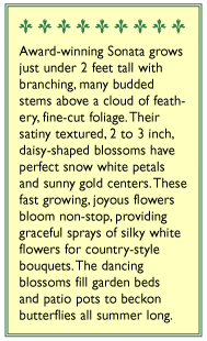 Sonata Mix Kneehigh Cosmos Seeds Flower Seeds Renee's Garden and Perennials