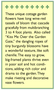 Love Lies Bleeding Heirloom Amaranth Seeds Flower Seeds Renee's Garden and Perennials