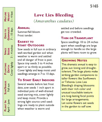 Love Lies Bleeding Heirloom Amaranth Seeds Flower Seeds Renee's Garden and Perennials