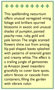 Amazon Jewel Climbing Nasturtium Seeds Flower Seeds Renee's Garden and Perennials