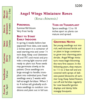 Back of Renee's Garden Angel Wings miniature rose seed packet