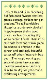 Antique Apple Green Bells of Ireland Seeds Flower Seeds Renee's Garden and Perennials