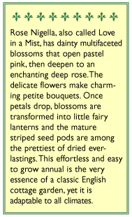 Mulberry Rose Love In A Mist Nigella Seeds Flower Seeds Renee's Garden and Perennials