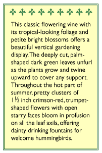 Heirloom Cardinal Climber Hummingbird Vine Seeds Flower Seeds Renee's Garden and Perennials