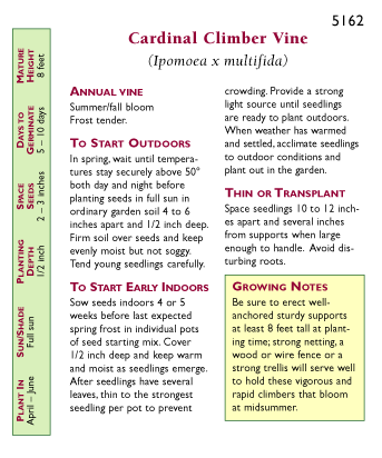 Heirloom Cardinal Climber Hummingbird Vine Seeds Flower Seeds Renee's Garden and Perennials