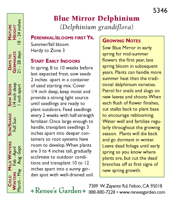 Heirloom Blue Mirror Chinese Delphinium Seeds Flower Seeds Renee's Garden and Perennials