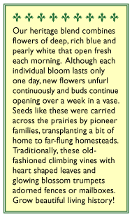 Mailbox Mix Heirloom Morning Glory Seeds Flower Seeds Renee's Garden and Perennials