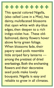Persian Violet Love In A Mist Nigella Seeds Flower Seeds Renee's Garden and Perennials