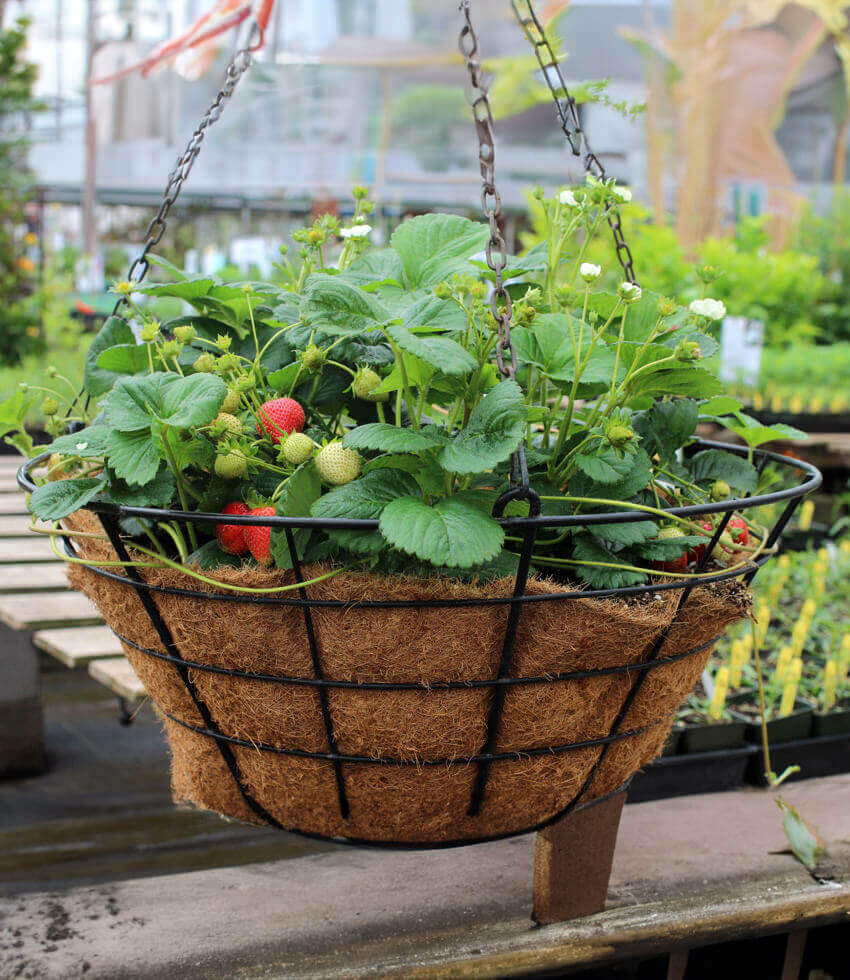 Fragaria x ananassa - Elan Strawberry Annie's Annuals Annie's Annuals and Perennials